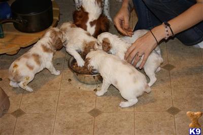 Brittany Puppies